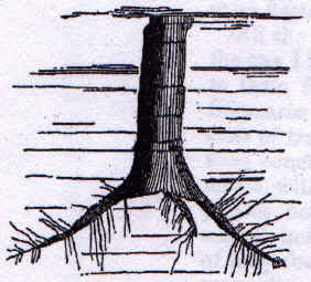 Upright tree stump 
    with roots and rootlets attached.  This tree is also filled with different sediments than those 
    surrounding it.