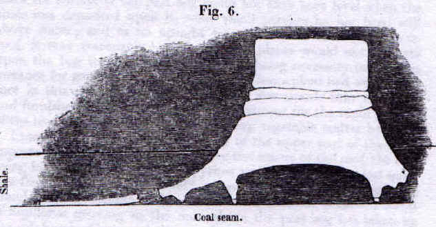 Large stump in laminated shale--immediately above Main Sydney coal seam