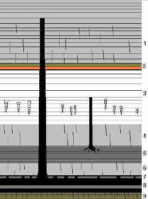 40 foot tree passing through sandstone, shale and coal